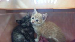 Shelter Stray Male Cat last seen CHARLOTTE, 8315 Byrum Dr, Charlotte, NC 28217, USA