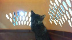 Shelter Stray Female Cat last seen CHARLOTTE, 8315 Byrum Dr, Charlotte, NC 28217, USA
