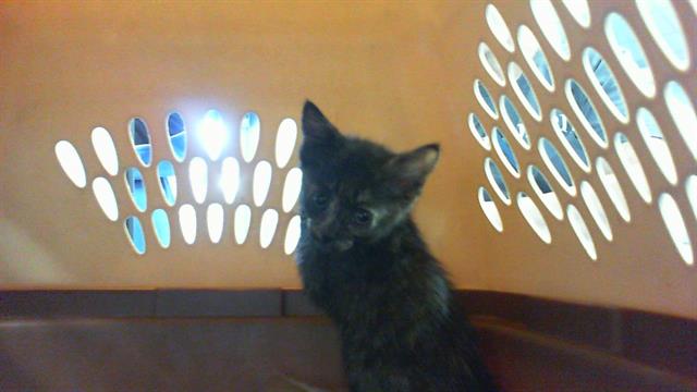 Shelter Stray Female Cat last seen CHARLOTTE, 8315 Byrum Dr, Charlotte, NC 28217, USA
