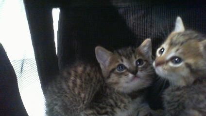 Shelter Stray Female Cat last seen CHARLOTTE, 8315 Byrum Dr, Charlotte, NC 28217, USA