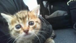 Shelter Stray Female Cat last seen CHARLOTTE, 8315 Byrum Dr, Charlotte, NC 28217, USA