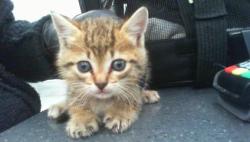 Shelter Stray Male Cat last seen CHARLOTTE, 8315 Byrum Dr, Charlotte, NC 28217, USA