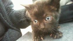 Shelter Stray Male Cat last seen CHARLOTTE, 8315 Byrum Dr, Charlotte, NC 28217, USA