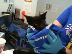 Shelter Stray Female Cat last seen CHARLOTTE, 8315 Byrum Dr, Charlotte, NC 28217, USA