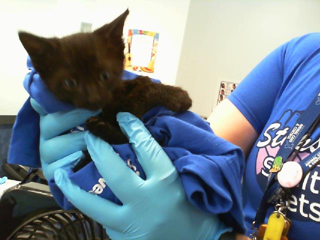Shelter Stray Male Cat last seen CHARLOTTE, 8315 Byrum Dr, Charlotte, NC 28217, USA
