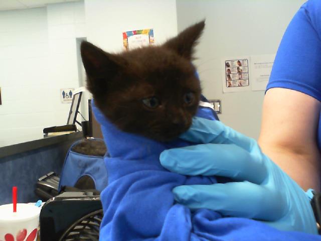 Shelter Stray Female Cat last seen CHARLOTTE, 8315 Byrum Dr, Charlotte, NC 28217, USA