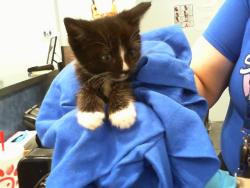 Shelter Stray Male Cat last seen CHARLOTTE, 8315 Byrum Dr, Charlotte, NC 28217, USA