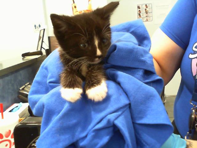 Shelter Stray Male Cat last seen CHARLOTTE, 8315 Byrum Dr, Charlotte, NC 28217, USA
