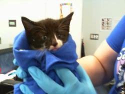 Shelter Stray Male Cat last seen CHARLOTTE, 8315 Byrum Dr, Charlotte, NC 28217, USA