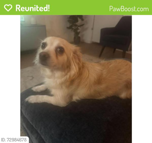 Reunited Female Dog last seen Magnolia Ave, Los Angeles, CA 90006
