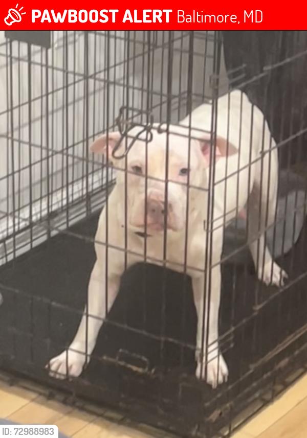 Lost Female Dog last seen ORLEANS St And N MONTFORD AVE By Blue Point Crab hse , Baltimore, MD 21224