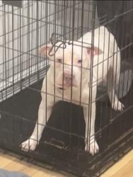 Lost Female Dog last seen ORLEANS St And N MONTFORD AVE By Blue Point Crab hse , Baltimore, MD 21224
