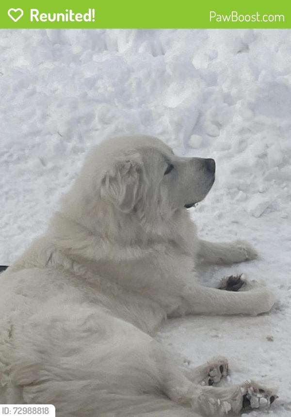 Reunited Male Dog last seen Brittany Lane, Huntington Mills, PA 18622