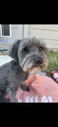 Reunited Female Dog last seen Near Ruby Bramble Trail, Katy, TX 77493, USA, Katy, TX 77493
