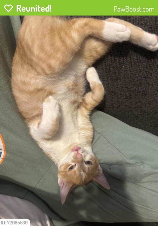 Reunited Male Cat last seen Near Pilot Point Way, Princeton, TX 75407, USA, Princeton, TX 75407