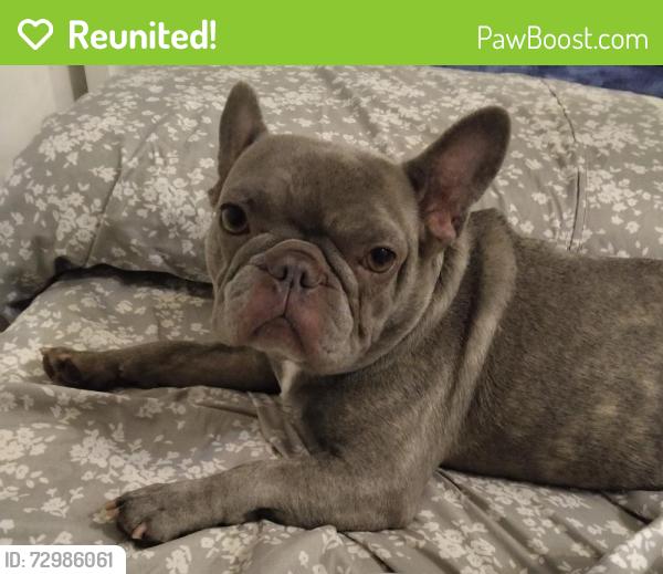 Reunited Female Dog last seen Boyle heights , Los Angeles, CA 90033