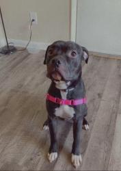 Lost Male Dog last seen Loveland , Loveland, CO 80537