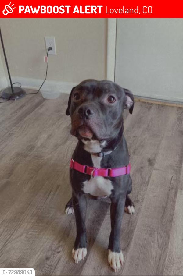Lost Male Dog last seen Loveland , Loveland, CO 80537