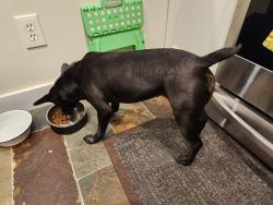 Reunited Female Dog last seen Mobil pontiac lake rd and Scott lake rd, Waterford Township, MI 48328