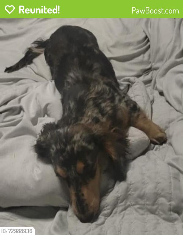 Reunited Male Dog last seen Sumner ave , Lake Elsinore, CA 92530