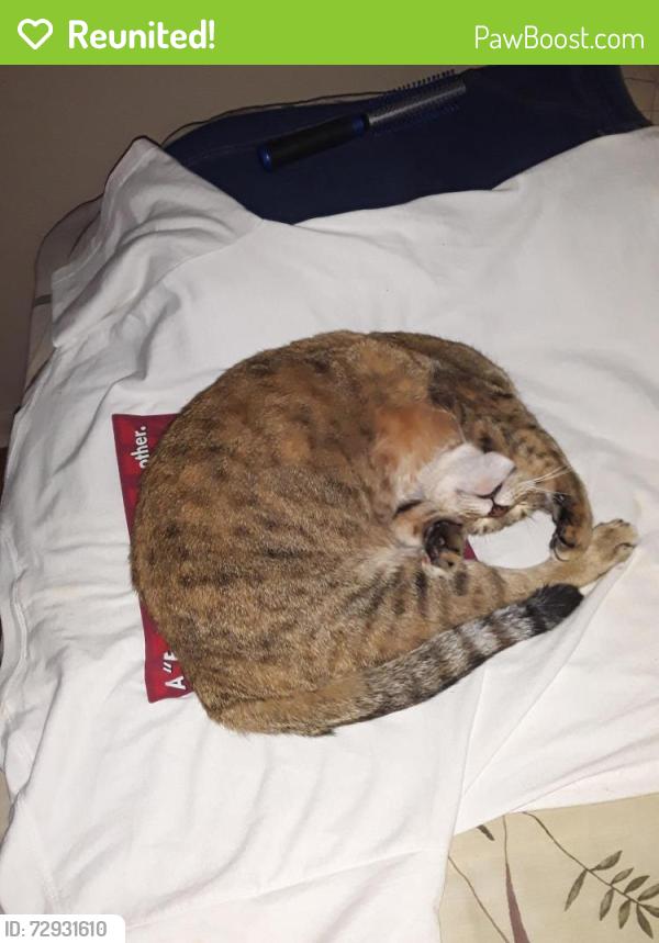 Reunited Female Cat last seen 15th & D Ave, Lawton, OK 73501