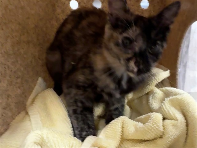 Shelter Stray Female Cat last seen , 38550 Sierra Hwy, Palmdale, CA 93550, USA