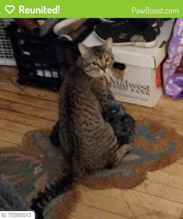 Reunited Male Cat last seen 49th and Clarke, Milwaukee, WI 53210