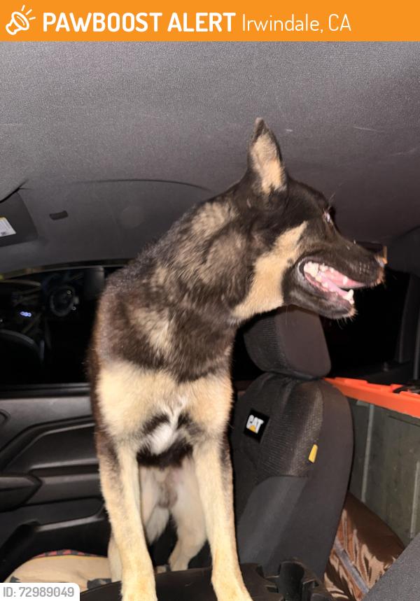 Found/Stray Male Dog last seen Right by laurel mountain community , Irwindale, CA 91706