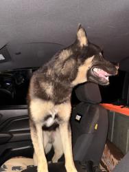Found/Stray Male Dog last seen Right by laurel mountain community , Irwindale, CA 91706