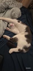 Reunited Male Cat last seen Swan point/ pickings place , Middletown, KY 40243