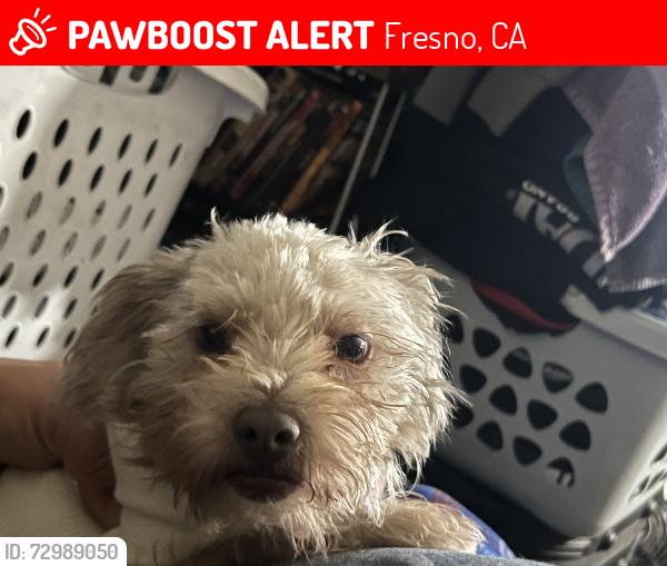 Lost Female Dog last seen Shields and Fowler , Fresno, CA 93727
