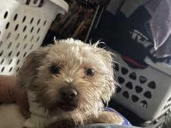 Lost Female Dog last seen Shields and Fowler , Fresno, CA 93727