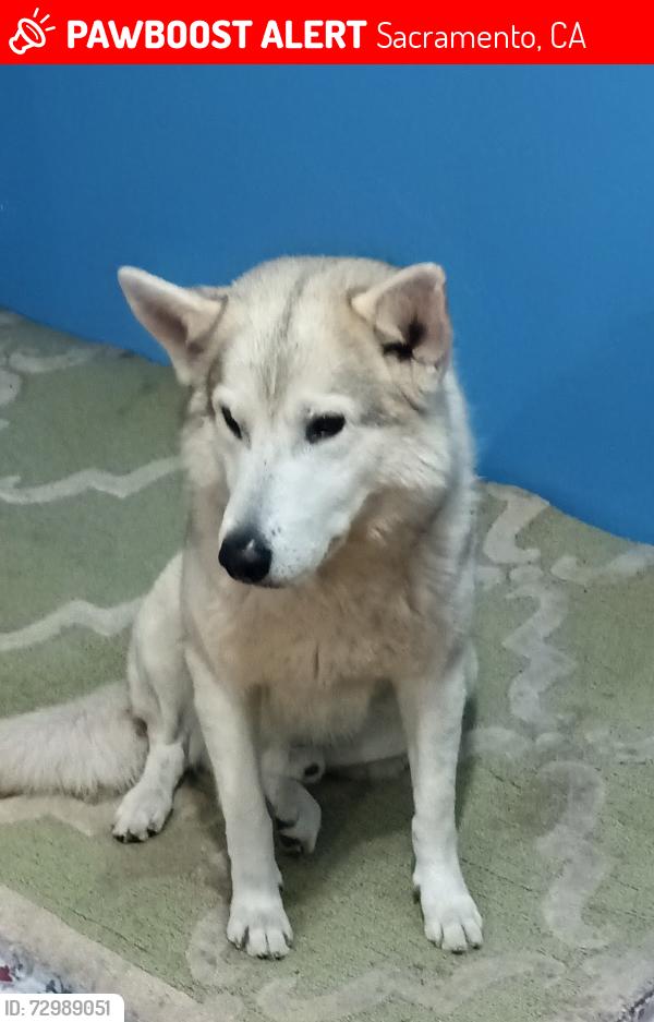Lost Male Dog last seen Sacramento valley station, Sacramento, CA 95819