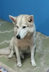 Lost Male Dog last seen Sacramento valley station, Sacramento, CA 95819