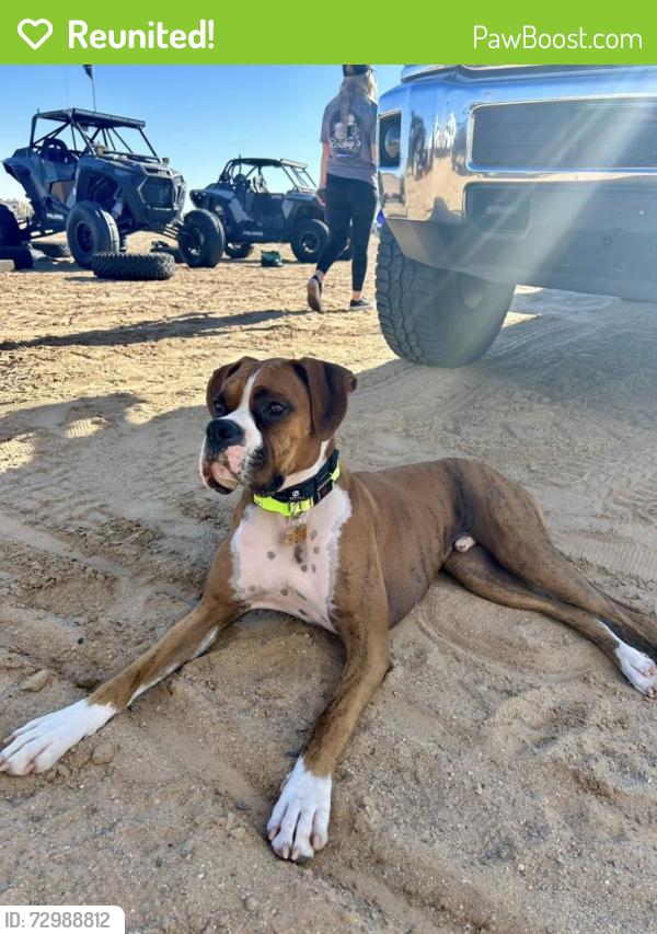 Reunited Male Dog last seen Chandler blvd and cooper , Chandler, AZ 85225