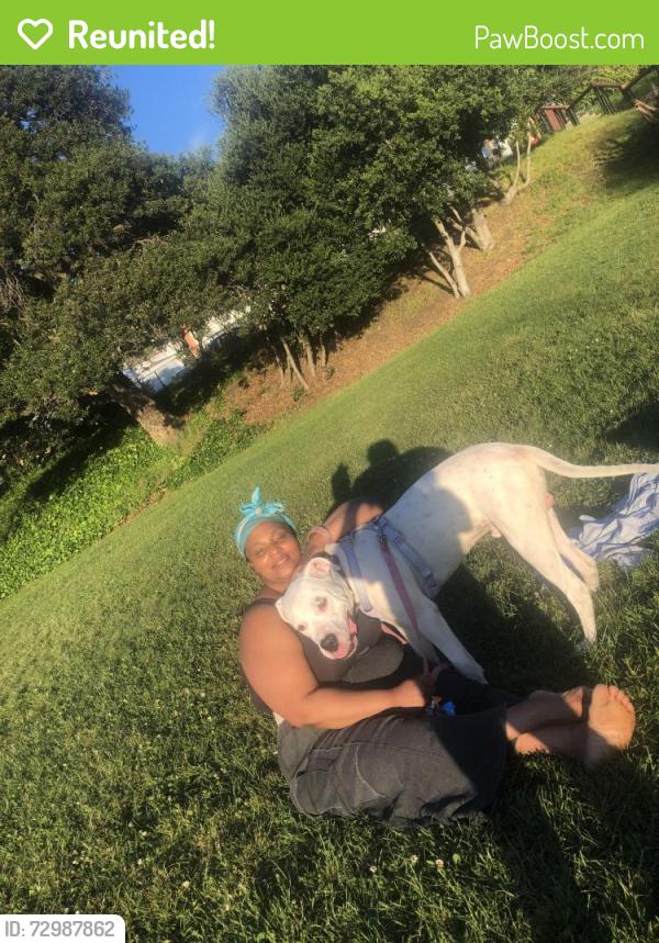 Reunited Male Dog last seen Chase bank , target , wendys, Richmond, CA 94805