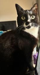 Lost Male Cat last seen Lupin Street, Blackburn North, VIC 3130