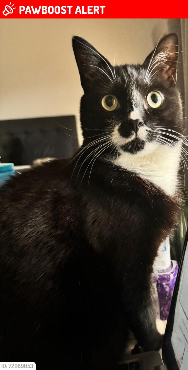 Lost Male Cat last seen Lupin Street, Blackburn North, VIC 3130