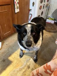 Lost Female Dog last seen Deals on wheels , Cheektowaga, NY 14206