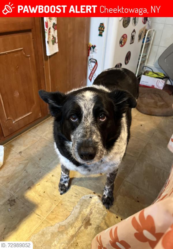 Lost Female Dog last seen Deals on wheels , Cheektowaga, NY 14206