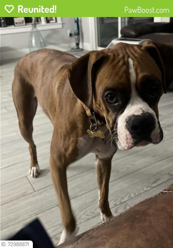 Reunited Male Dog last seen Lake view , Chandler, AZ 85225