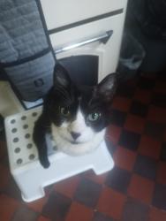 Reunited Female Cat last seen Behind McDonald's, Neath Port Talbot, Wales SA11 2BU