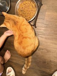 Reunited Female Cat last seen Rancho Grande/Channelview , Channelview, TX 77530