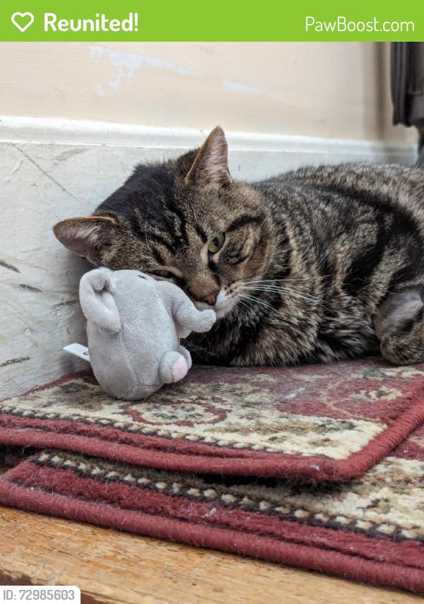 Reunited Male Cat last seen Near Milmont Ave, Swarthmore, PA 19081, USA, Swarthmore, PA 19081