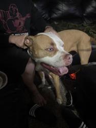 Reunited Female Dog last seen Washington Elementary , Vancouver, WA 98663