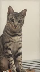 Reunited Female Cat last seen Near carver park , Burton upon Trent, England DE13