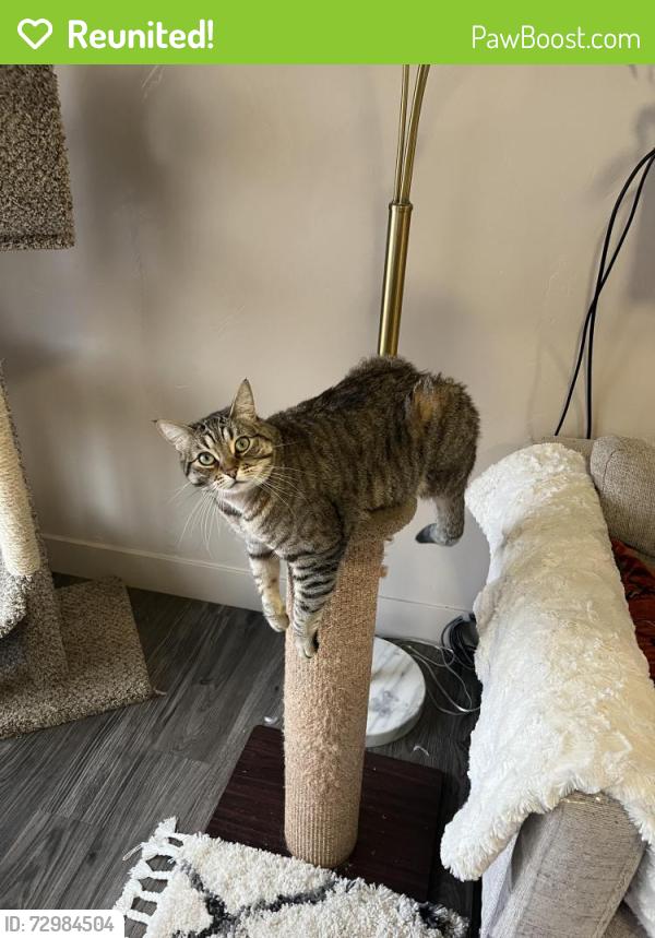 Reunited Female Cat last seen Seasons on Skyline apmts, South Ogden, UT 84403
