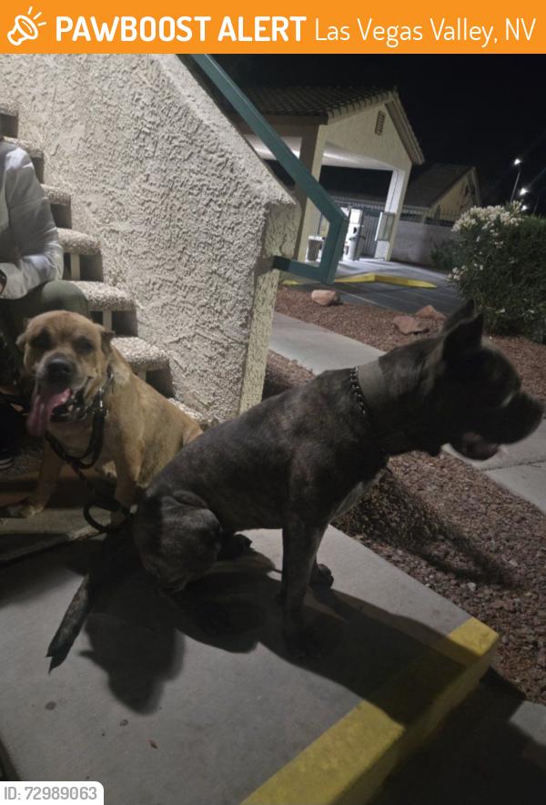 Found/Stray Male Dog last seen Jimmy Durante & Stephanie, Las Vegas Valley, NV 89122