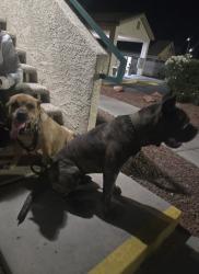Found/Stray Male Dog last seen Jimmy Durante & Stephanie, Las Vegas Valley, NV 89122
