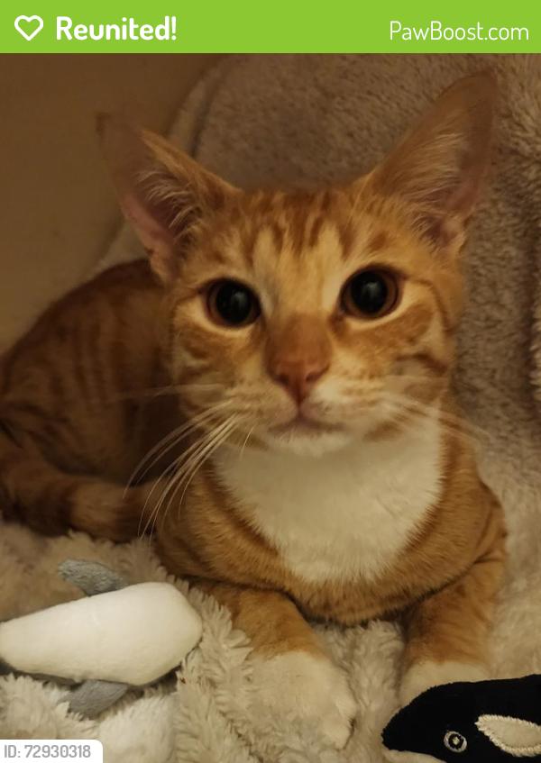 Reunited Male Cat last seen Livingstone Rd , Marrickville, NSW 2204